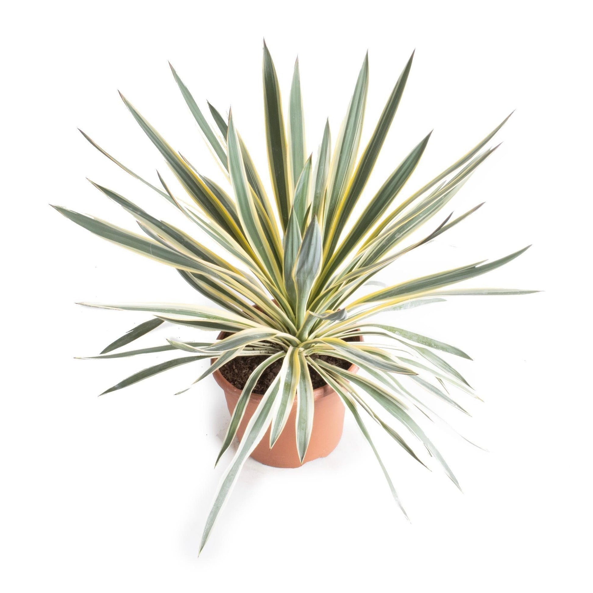 Yucca Gloriosa Variegata - Ø26cm - ↕50cm - grüne-wurzel