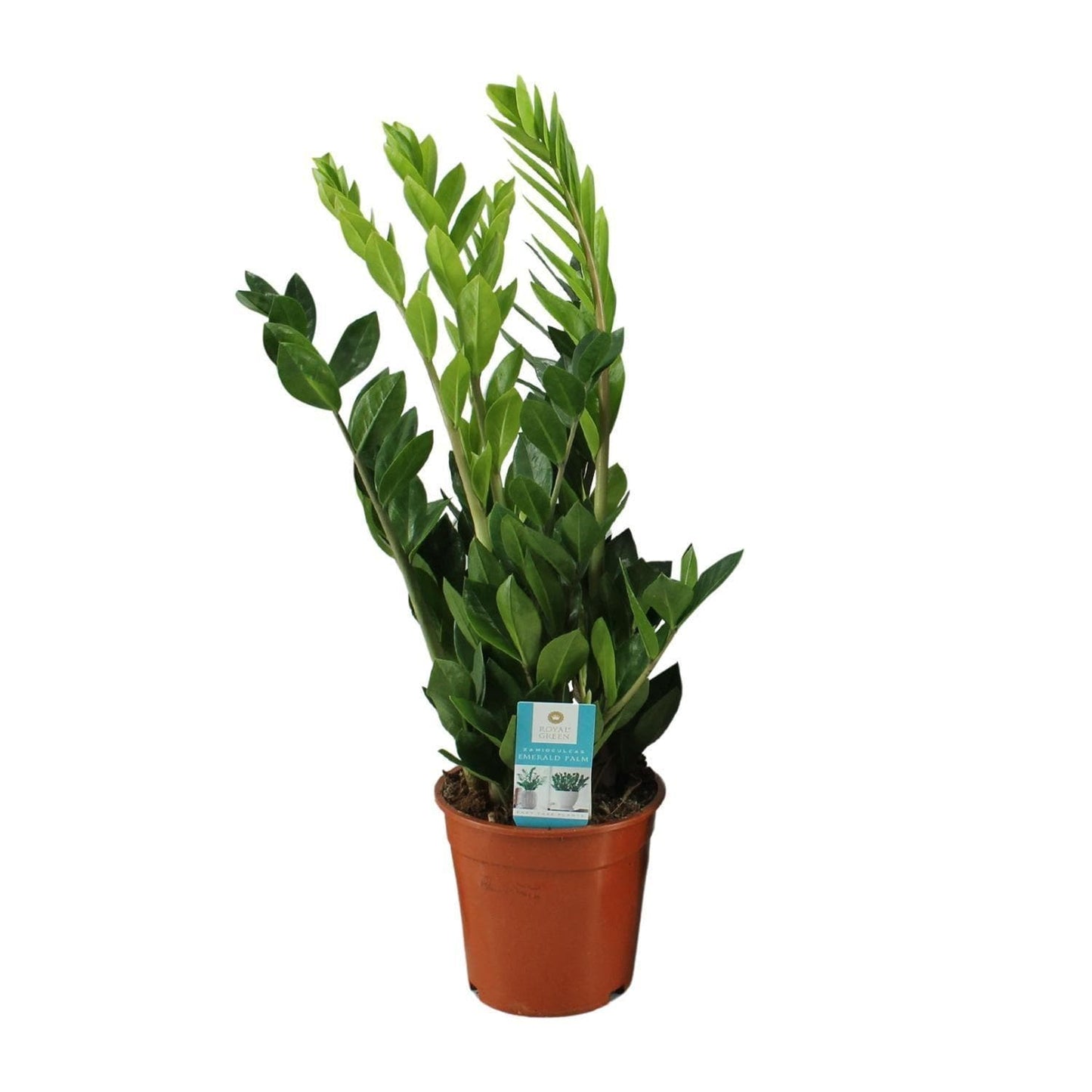 Zamioculcas Zamiifolia - Lebendige Grünpflanze Ø17cm - Höhe 65cm - Luftreinigend grüne Zimmerpflanze Zimmerpflanzte - grüne-wurzel