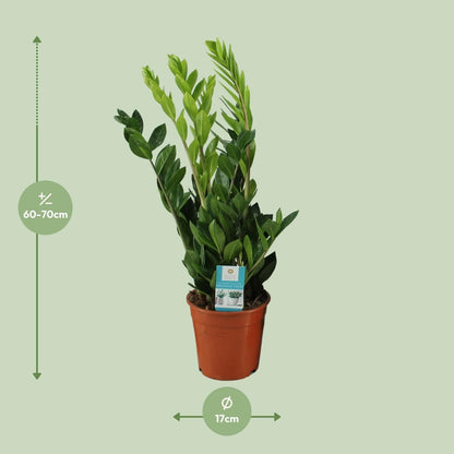 Zamioculcas Zamiifolia - Lebendige Grünpflanze Ø17cm - Höhe 65cm - Luftreinigend grüne Zimmerpflanze Zimmerpflanzte - grüne-wurzel