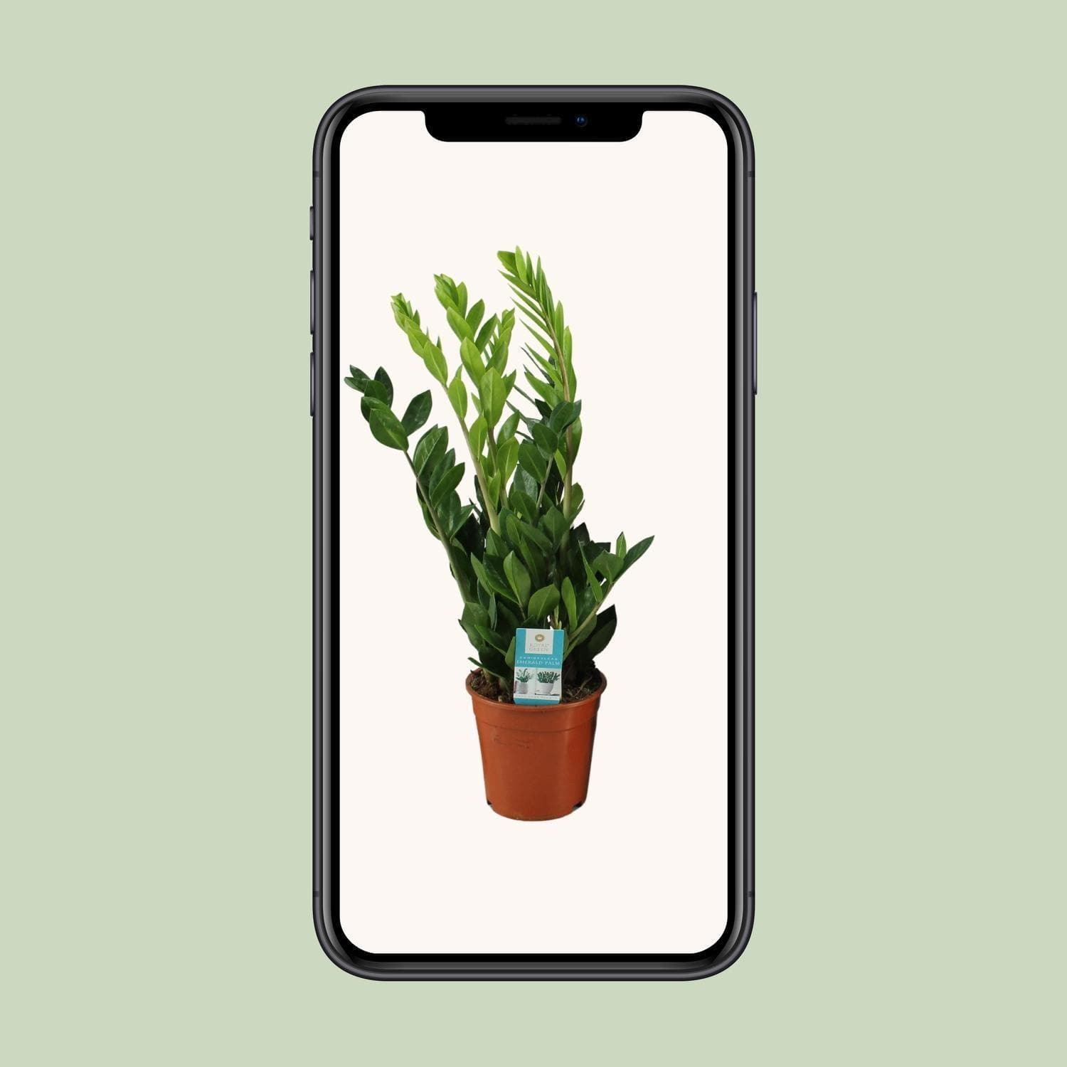 Zamioculcas Zamiifolia - Lebendige Grünpflanze Ø17cm - Höhe 65cm - Luftreinigend grüne Zimmerpflanze Zimmerpflanzte - grüne-wurzel