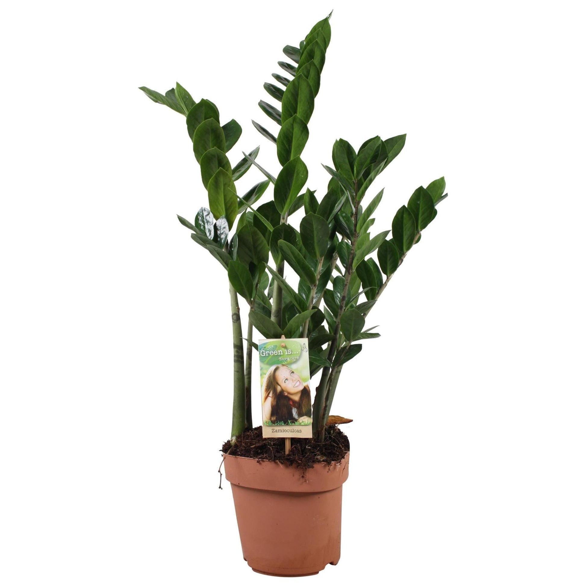 Zamioculcas Zamiifolia - Stilvolle & Luftreinigende Zimmerpflanze, 6-7 Federn, 85 cm, Topf Ø17cm Grün - grüne-wurzel