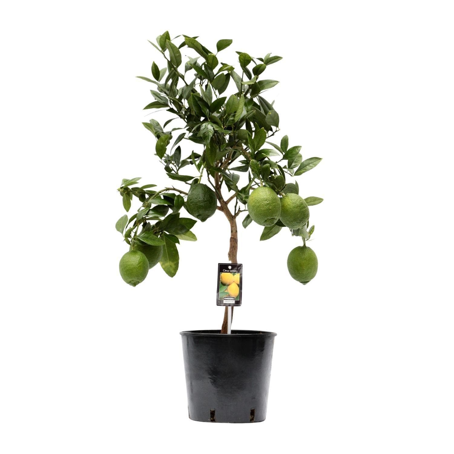 Citrus Lemon - Ø22cm - ↕80cm - grüne-wurzel