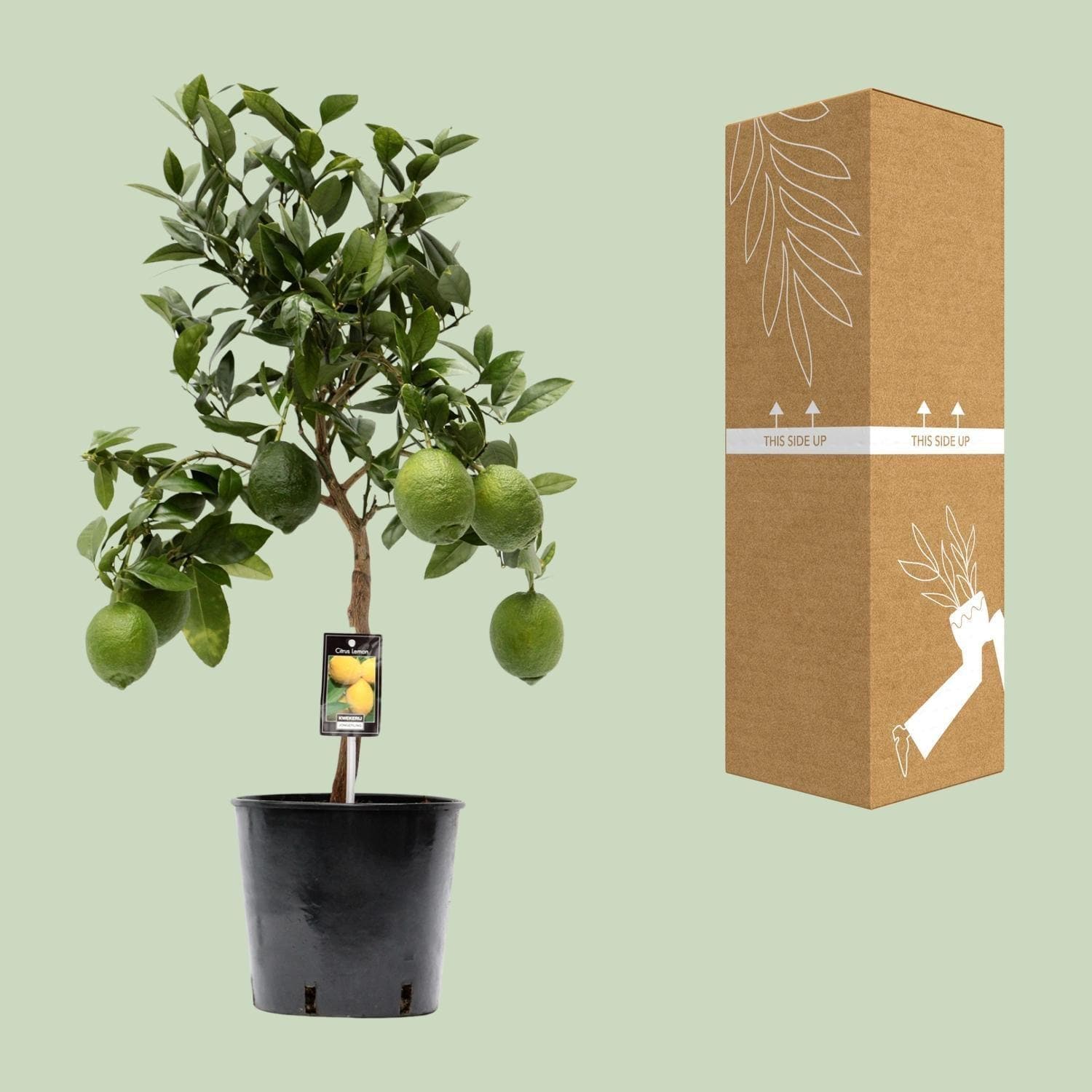 Citrus Lemon - Ø22cm - ↕80cm - grüne-wurzel